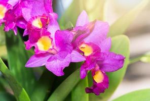 schön beschwingt Rosa Cattleya Orchidee Blume blühen foto