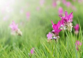 Siamese Tulpe Felder, Kurkuma alismatifolia Blume. foto