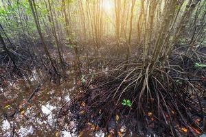 Mangroven Wald im Thailand foto