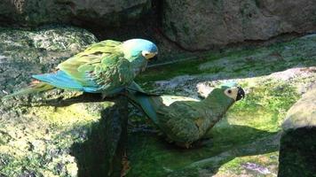 Grün Papagei Amazonas farinosa. Grün Papagei mit Gelb Gefieder. foto