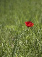 ein schön rot Mohn Blume beim ein verschwommen Grün Feld Hintergrund. Frühling Natur Konzept. Vertikale Aussicht foto