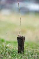 ein Reihe von Sämlinge im schwarz Plastik Behälter mit einer von Sie Sein gepflanzt im das Boden. ein klein Baum ist Sein gepflanzt im ein Stapel von Boden. foto