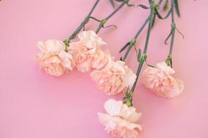 Rosa Nelken auf ein Rosa Hintergrund foto