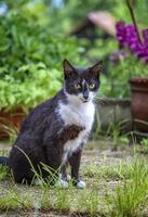 Schönheit wild Katze Sitzung auf das Boden im das Garten. verschwommen Hintergrund. foto