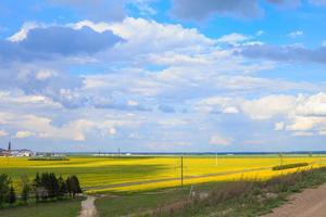 das Raps Feld mit ein Blau Himmel foto