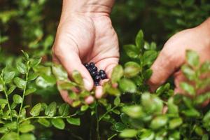 Mann Picks Blaubeeren im das Wald. Blaubeere Gebüsch im das Wald foto