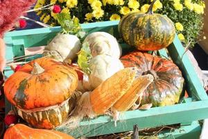 Bio-Kürbis und Gemüse in Holzkiste auf Landwirtschaftsmesse. Ernten des Herbstzeitkonzepts. Garten Herbst natürliche Pflanze. Thanksgiving-Halloween-Dekor. festlicher bauernhof ländlicher hintergrund. veganes Essen. foto