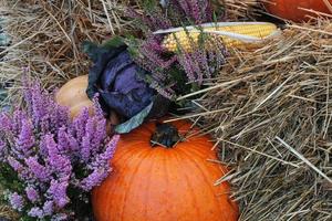 Nahaufnahme von frischen Pflanzenblättern dekorativer Purpurkohl Brassica Oleracea und Kürbisse. Konzept für gesunde Ernährung aus Bio-Gemüse. Herbsternte. veganes Essen. Gartenbau, Anbau und Bio-Landwirtschaft foto