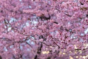 Kirschblüte auf einem Baum foto