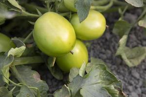 Grün roh Tomate im das Gemüse Garten Baum foto