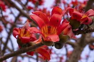 Nahansicht von bombax ceiba Blume blühen mit verschwommen Hintergrund foto