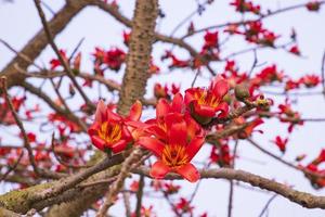 Nahansicht von bombax ceiba Blume blühen mit verschwommen Hintergrund foto