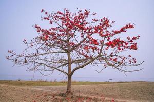 Blumen von bombax ceiba Baum auf das Blau Himmel Hintergrund foto