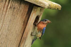 Drossel Fütterung Babys foto