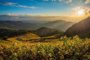 Mexikaner Sonnenblume auf Blau Himmel beim Sonnenuntergang im mae Hong Sohn Provinz, Thailand. foto