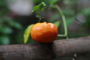 ein schließen oben von Mini Zitrusfrüchte Früchte platziert auf Bambus Stöcke mit Bäume im das Hintergrund. Obst Foto Konzept.