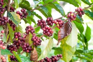 frische Kaffeebohnen im Pflanzenbaum, frische Arabica-Kaffeefrüchte am Baum foto