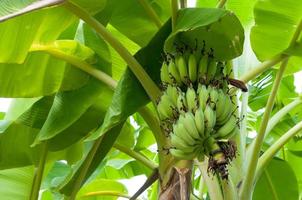 roh Banane Bündel hängend auf Baum im das Garten beim Thailand foto