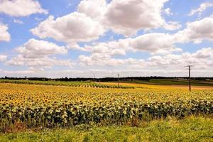 Sonnenblumenfeld im Sommer foto