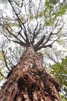 Bäume im Wald foto