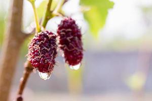 frische Maulbeere, schwarze reife und rote unreife Maulbeeren hängen an einem Ast foto