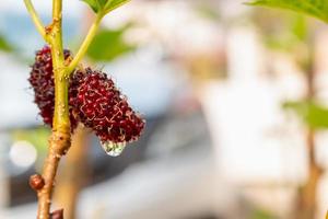 frische Maulbeere, schwarze reife und rote unreife Maulbeeren hängen an einem Ast foto