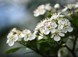 weiße Weißdornblüten foto