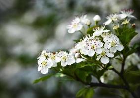 weiße Weißdornblüten foto