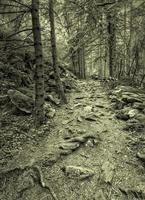 tolle Wald Wurzeln von Holz im das Boden. schwarz und Weiß foto