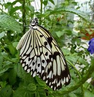 Papier Drachen Schmetterling auf Grün Baum foto