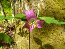 Norden Carolina einheimisch Wiesenblume Catesbys Trillium foto