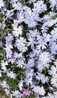 Frühling Hintergrund im Lavendel Farben foto