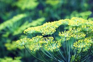 Dill Blühen im Küche Garten, blühen Kraut Nahansicht foto