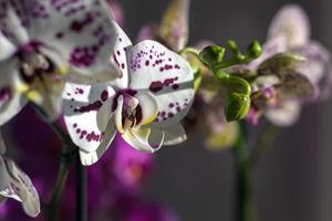 Phalaenopsis Motte Orchideen Blühen auf Fensterbrett im Sonnenlicht foto