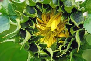 Sonnenblume ungeöffnet Blume Nahansicht foto