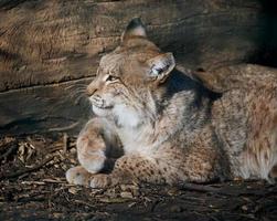 Erwachsene Luchs Lügen auf das Boden, Frühling Tag foto