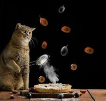 grau Katze und Kuchen foto