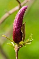 Makro-Magnolienknospe mit Tropfen bedeckt foto