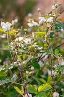 Rubus trivial, ein einheimisch, wachsend wild im Osten Texas. foto