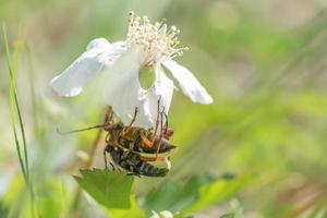 Typocerus Zebra Paar auf ein Brombeere Blume, das männlich intromittierend Organ sichtbar. foto