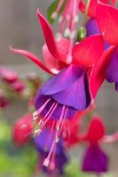 beschwingt Fuchsie Blumen im ein Frühling Garten. foto