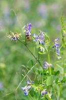 ein Biene bestäubend ein vicia Villosa Blume im Texas. foto