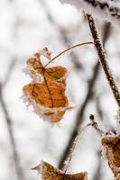 Winterblätter mit Schnee und Raureif bedeckt foto