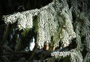 Fichtenzweig mit Frost foto