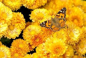 gelber und orange Schmetterling unter gelben Chrysanthemen foto