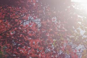 rote Ahornblätter auf einem Baum in einem Wald foto