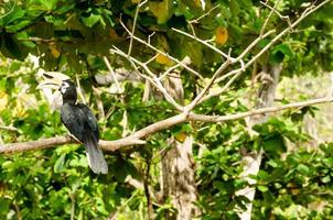 Nashornvogel auf Baum foto