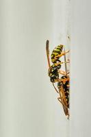 europäisch Papier Wespen haften zu ein Schuppen Öffnung in der Nähe von ihr Nest foto