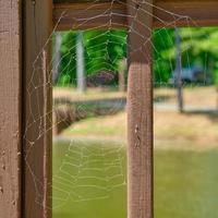 ein Spinne Netz entlang das Deck Geländer foto