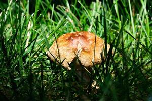 golden braun Pilz erhöht von Boden im sonnendurchflutet Gras foto